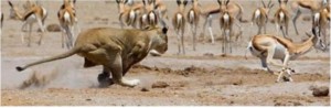 Predator and Prey